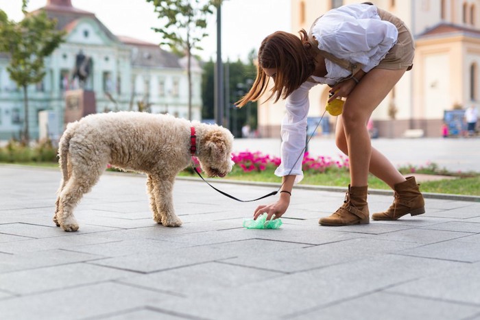 散歩中に犬のウンチを拾う飼い主