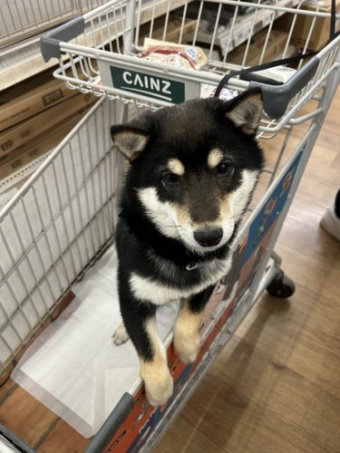 柴犬
