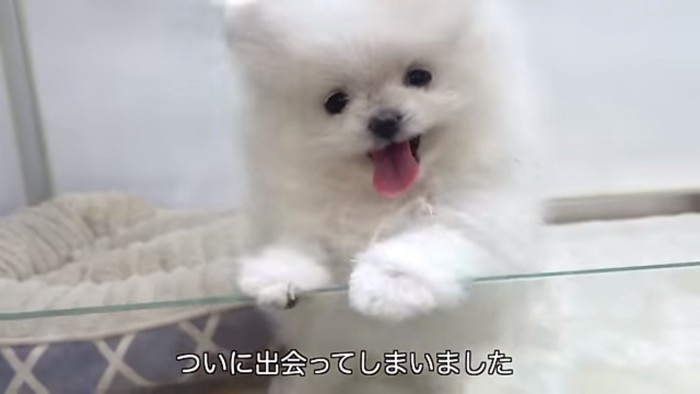 ポメラニアンのぺこちゃん