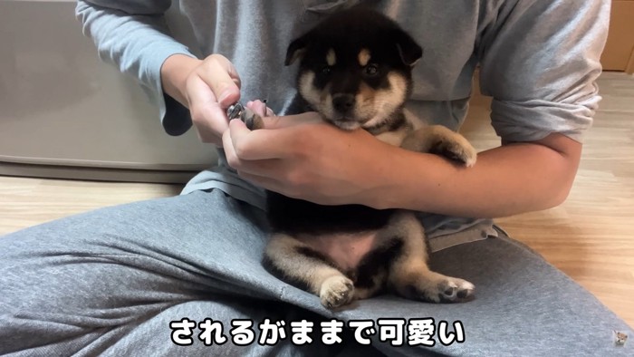 いい子で爪切り中のつつじちゃん