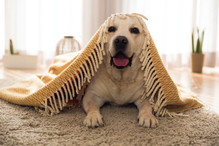 ブランケットをかぶっている犬