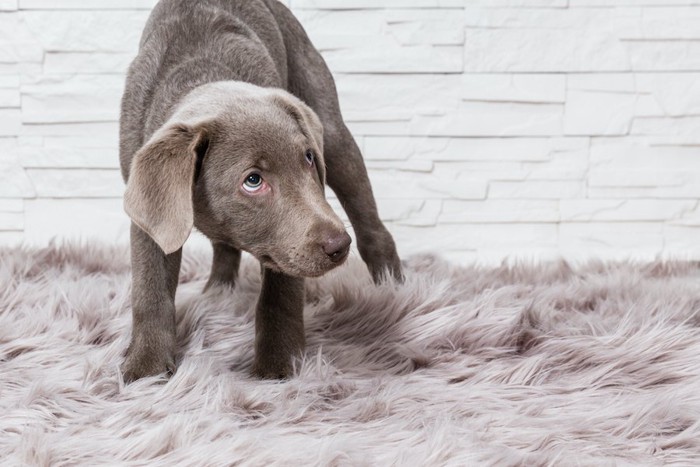 少し怯えたような様子で上目遣いをする犬