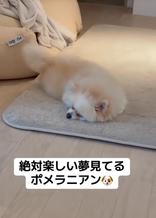 眠ったまましっぽをフリフリ♪