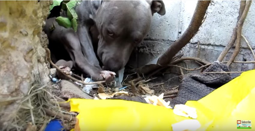 身を縮める犬