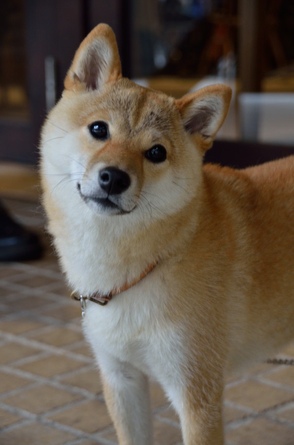 首をかしげる犬