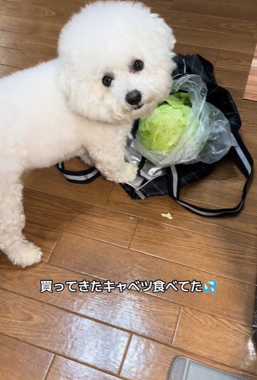 おから君の行動4