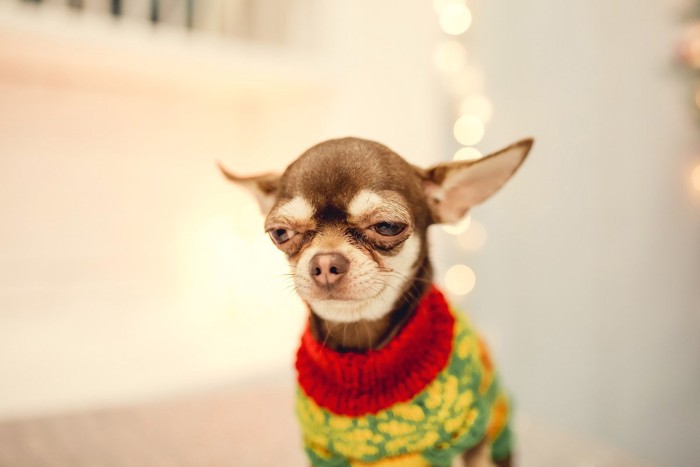 耳を倒したチワワ