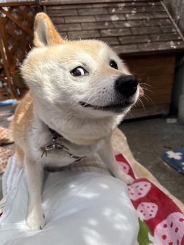 柴犬