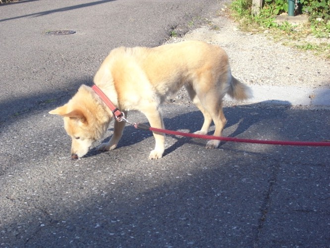 散歩する犬