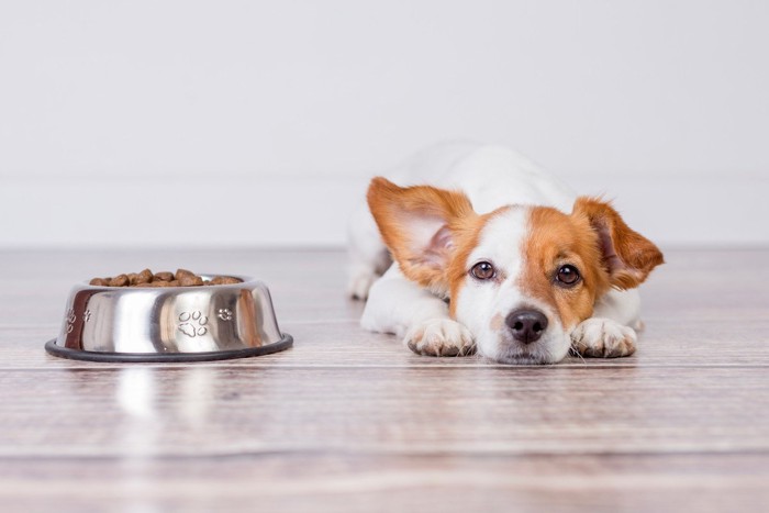 食欲がなさそうな犬