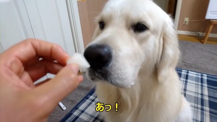 梨を食べるギンちゃん6