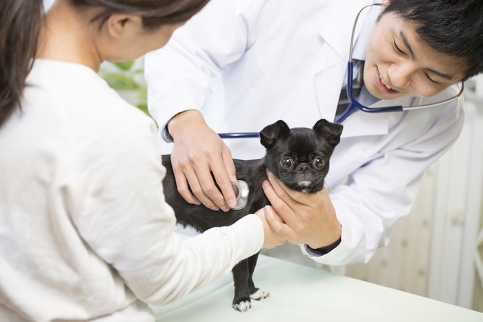 獣医師に診察されている黒い犬