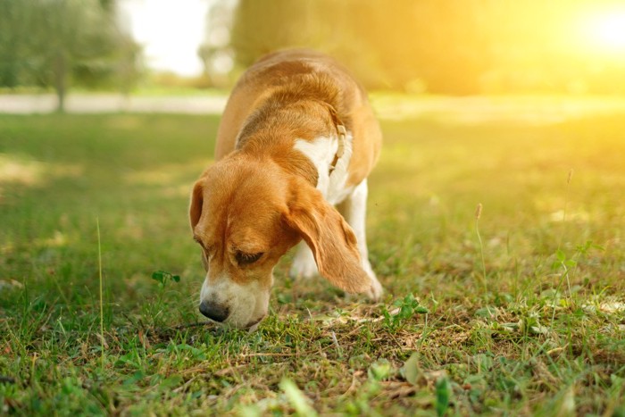 地面のニオイを嗅ぐ犬