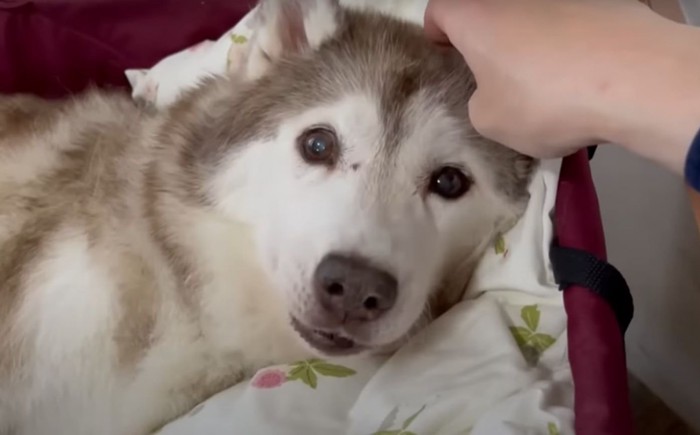 母犬のアップ