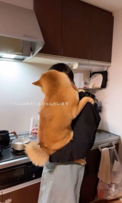 柴犬