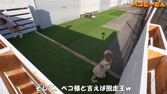 大人しくしているポピーくん