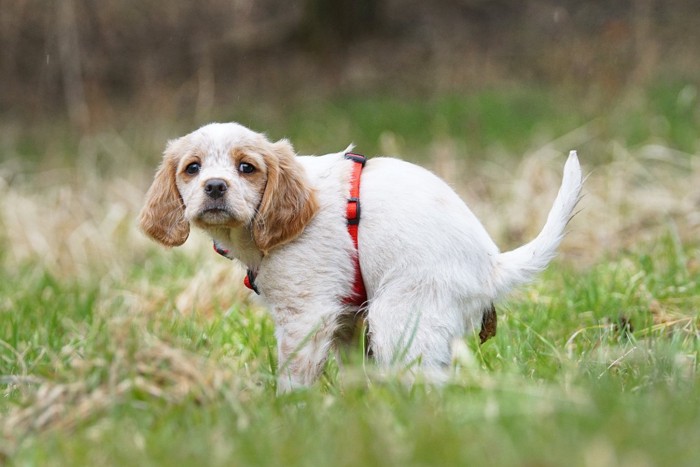 ウンチをする犬