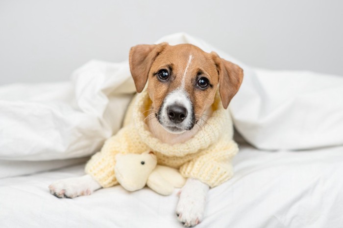 ニットを着た布団に入る子犬