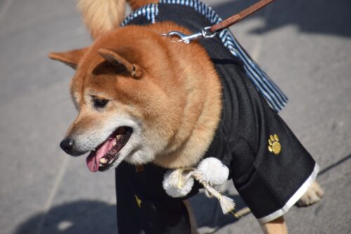 着物を着る柴犬