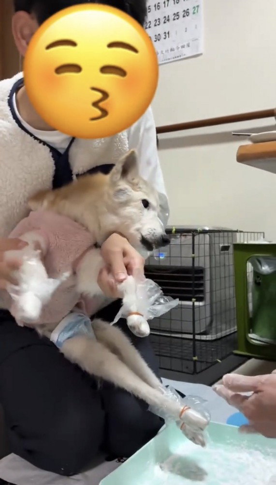 前足にラップを巻かれた犬