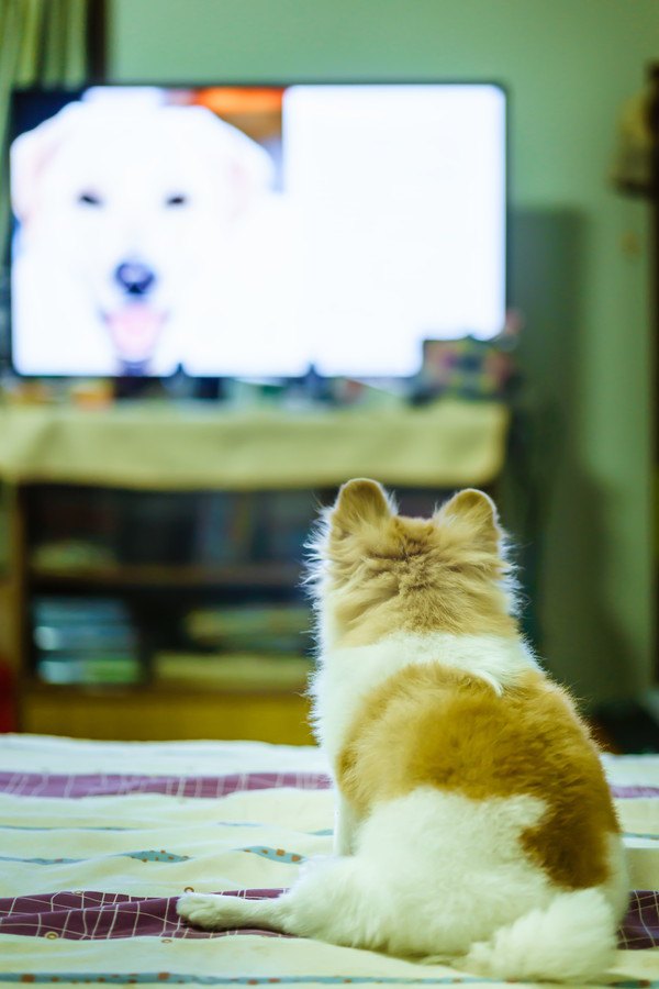 画面の中の犬を見つめる犬の後ろ姿