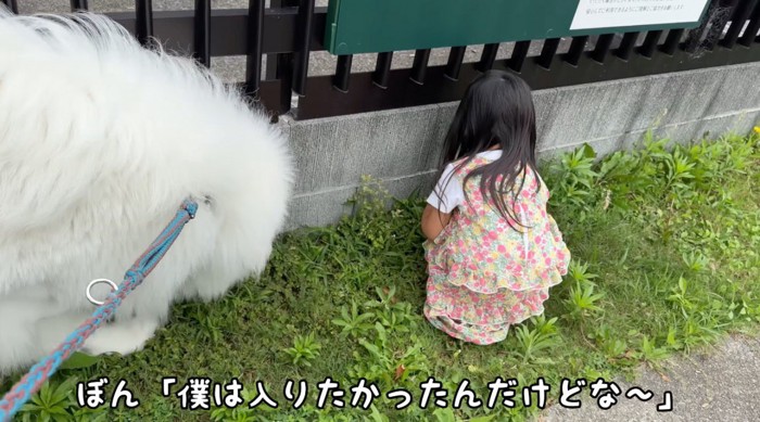 ドッグランの柵の前を歩く犬