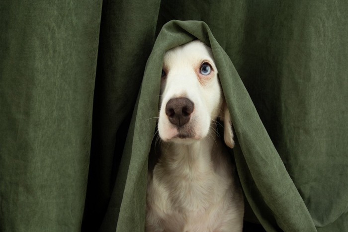 カーテンから顔を出す犬