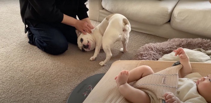 女性に撫でてもらう犬