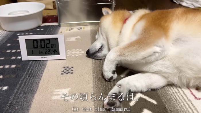 柴犬らんまるくんは…