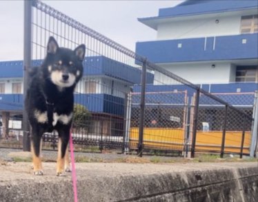 ご機嫌にお散歩していたはずなのに…