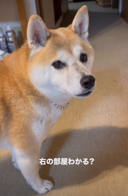 「お茶、持ってこれる？」