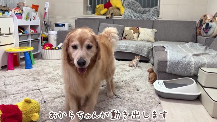 おからちゃんが立ち上がると…