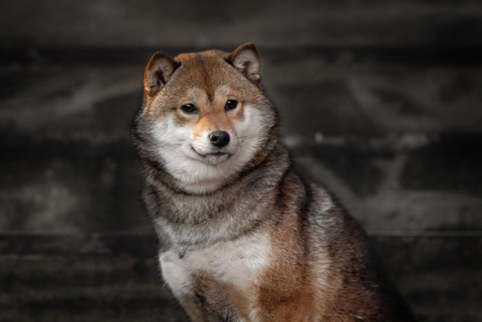 胡麻毛の柴犬