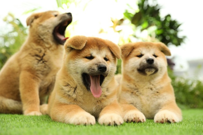 秋田犬の子犬たち