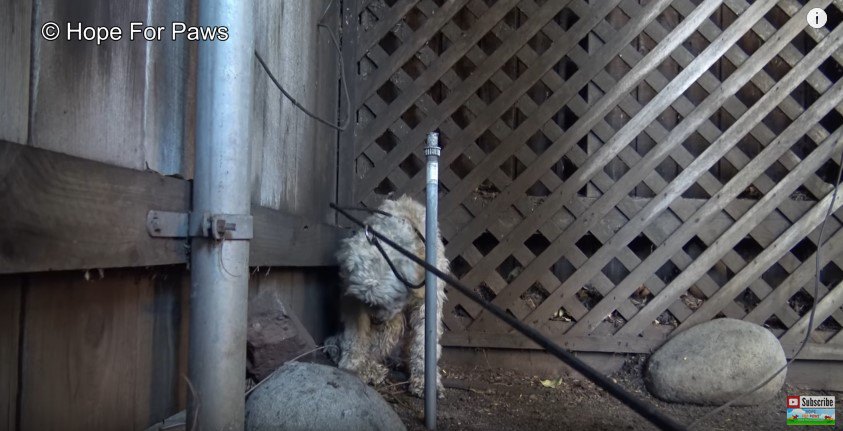 首を下げる犬