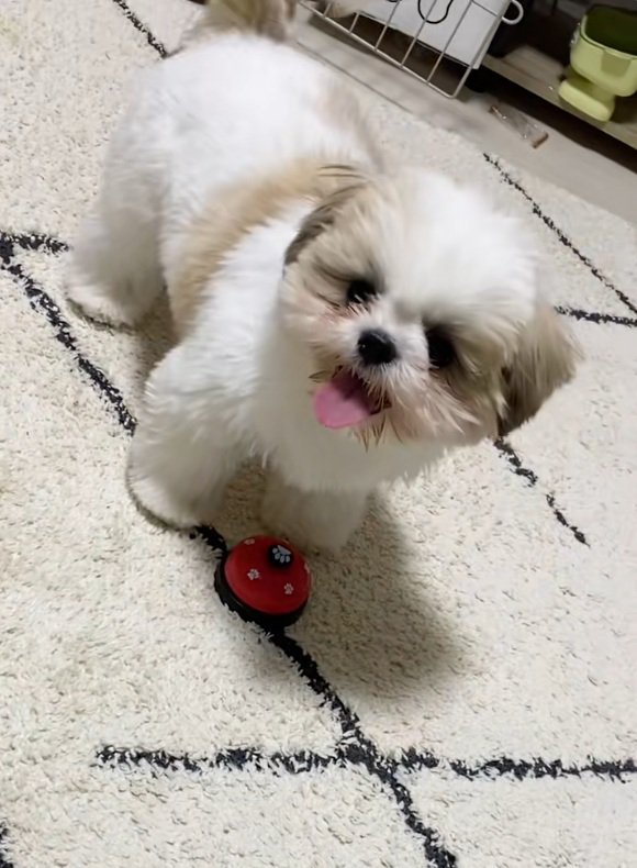 飼い主さんを見るよもぎくん