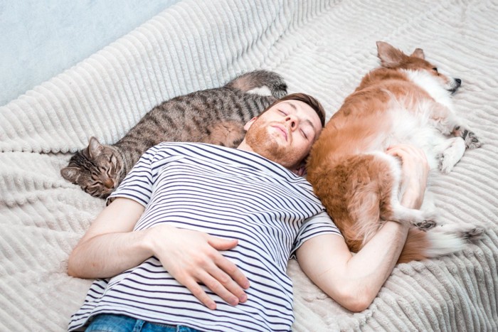 ベッドで眠る犬と猫と男性