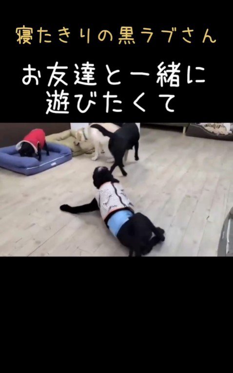 老犬たちが起こす奇跡2