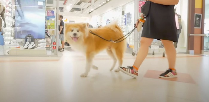 人と歩く秋田犬の横姿