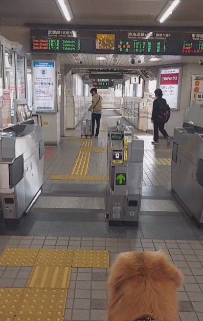 テンちゃんの背中が切ない…