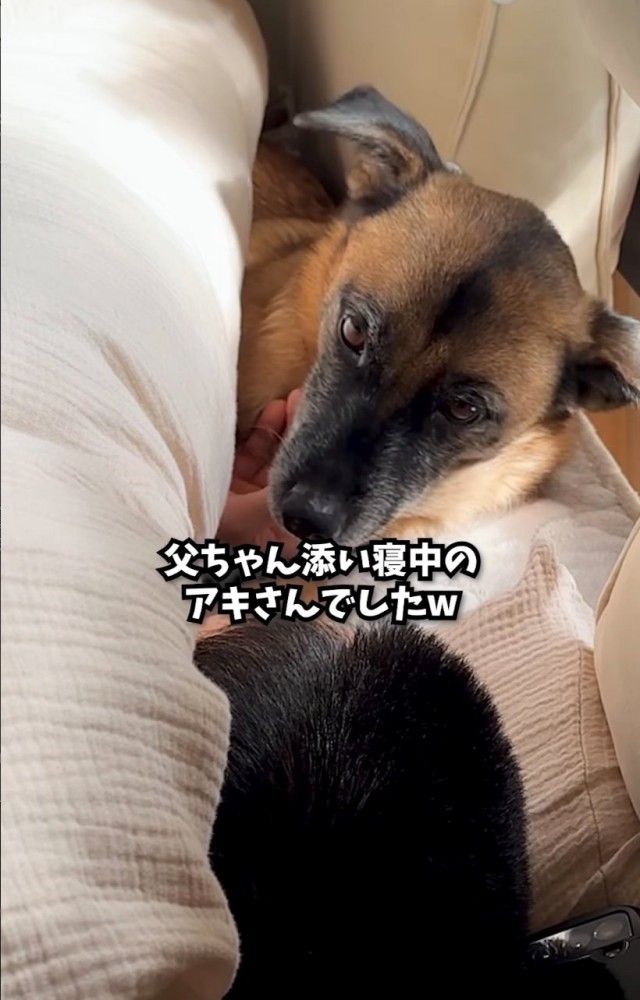 パパと添い寝する犬