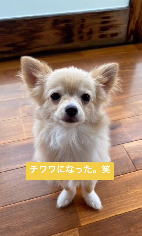 チワワかな？