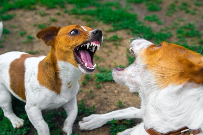 犬のケンカ