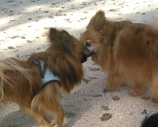 犬が犬の口をなめようとしているところ