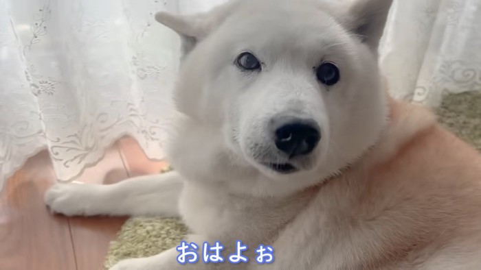 柴犬あいちゃん