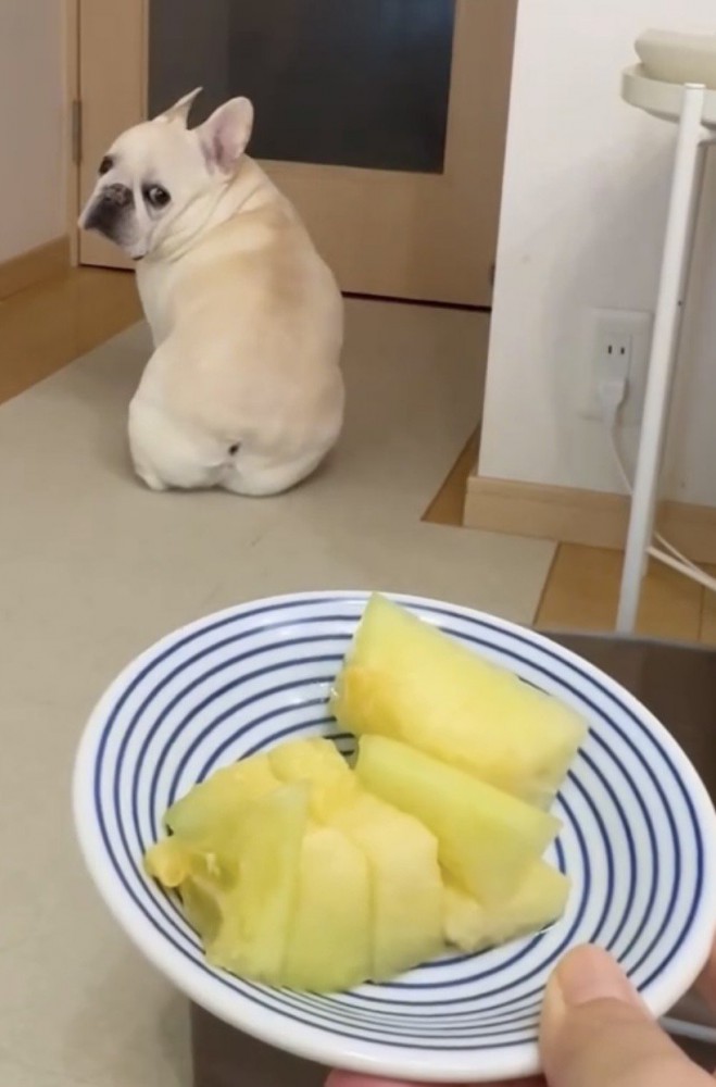 メロンを見ずに振り返る犬