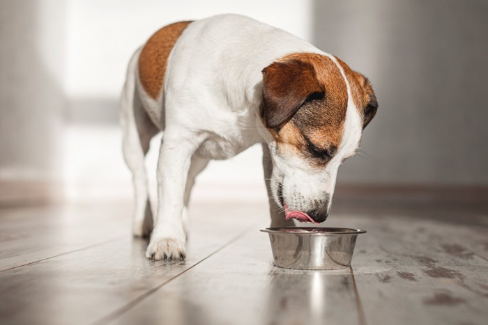 食器から飲水している犬