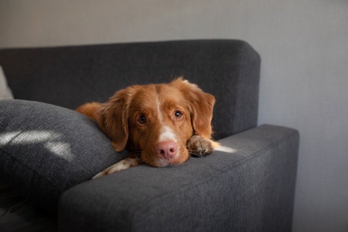 ソファーから見ている立て耳の犬