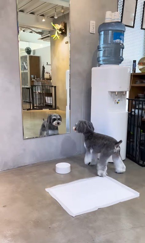 トリミング後のなぎちゃん⑩