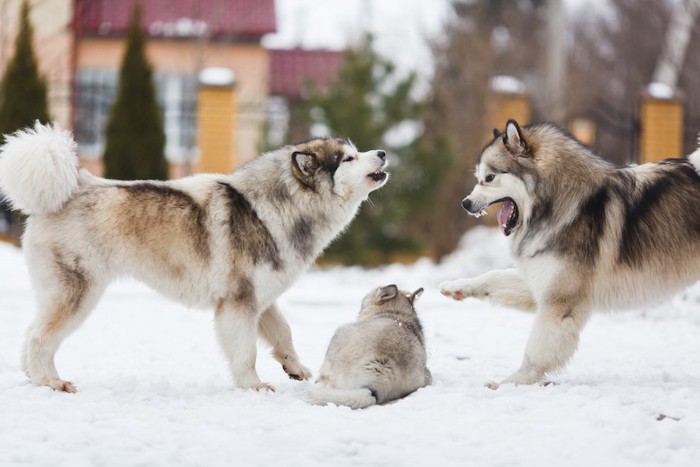 喧嘩する成犬2頭と子犬